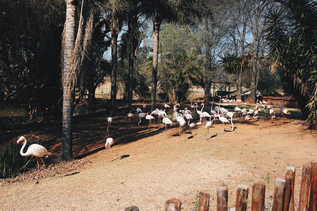 Flamingoes